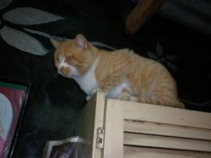 Salchi Pensamientos 82