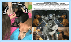 Salchi Pensamientos 81