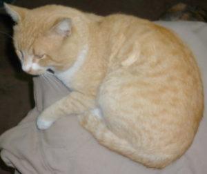 Salchi Pensamientos 79