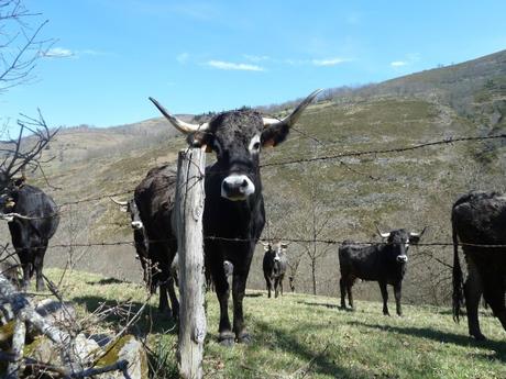 Los cuernos de la tudanca