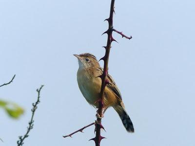 Se reúnen en grupos