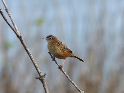 Se reúnen en grupos