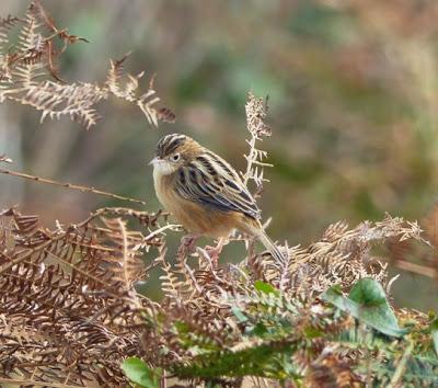 Se reúnen en grupos