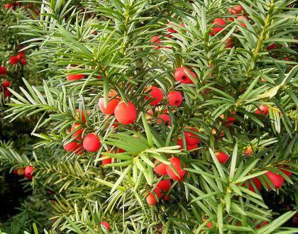 plantas venenosas en españa