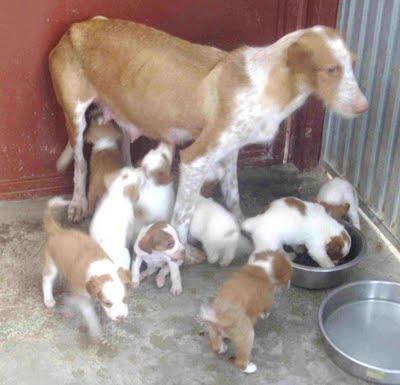 PODENQUITA con 10 cachorritos en la perrera. Valencia