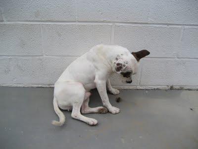 Octavio, perrito maltratado y abandonado en una cuneta. (Cadiz)