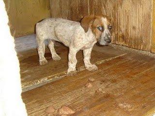 Cachorro de breton , viviendo en pésimas condiciones (Murcia)