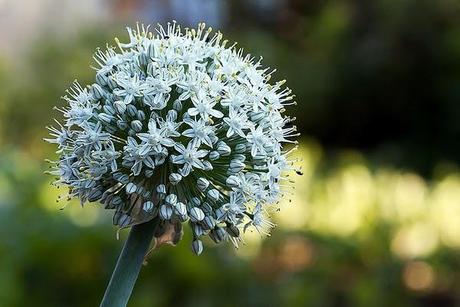 Markus Reugels y su objetivo filosofal.