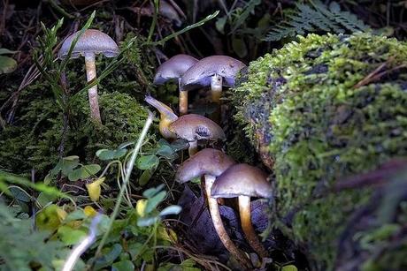 Markus Reugels y su objetivo filosofal.