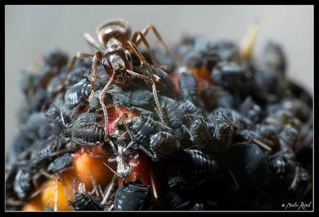 Markus Reugels y su objetivo filosofal.