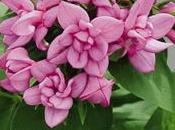 Bouvardías, flores perfumadas