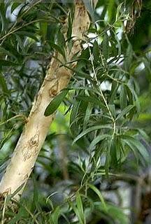 Aceite esencial de Cajeput