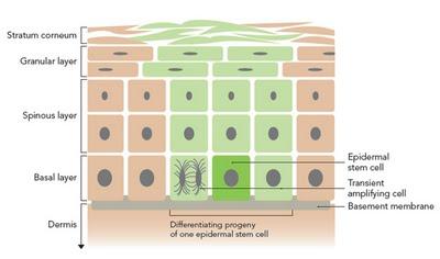 Quieres unas pestañas infinitas?? Consíguelas con REJUVESSE MD.
