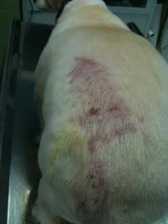 MI PERRO TIENE EL PELO LARGO