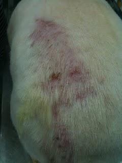 MI PERRO TIENE EL PELO LARGO