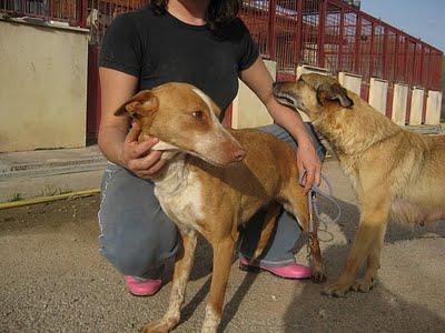 PERRITAS EN LA PERRERA DE CUENCA, URGENTE!