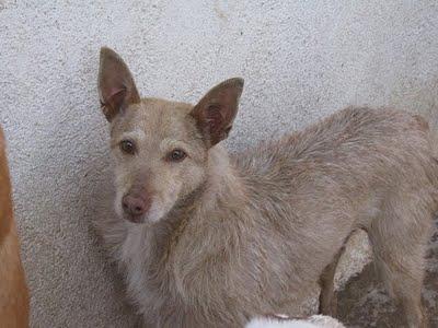 PERRITAS EN LA PERRERA DE CUENCA, URGENTE!