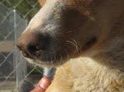 Perritas perrera cuenca, urgente!