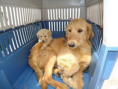 JARA Y SUS DOS HIJITOS EN LA PERRERA DE CUENCA, ESTÁ EN PELIGRO MUY GRAVE DE SACRIFICIO!!