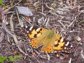 Nuevas generaciones de mariposas