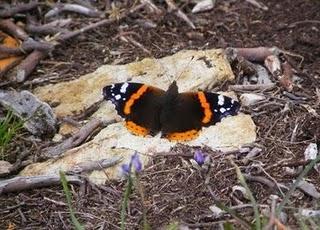 Nuevas generaciones de mariposas