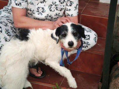 SASA, todo dulzura...necesita un ángel - El Arca de Noé de Córdoba.