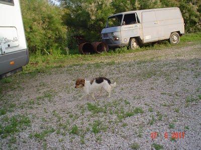 MIMO. Perrito sin hogar y muy triste. GPAR
