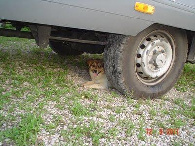 MIMO. Perrito sin hogar y muy triste. GPAR