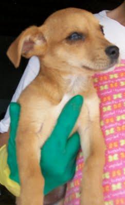 (MADRE E HIJA) ABANDONADAS PERRITAS MINI. (ALICANTE)