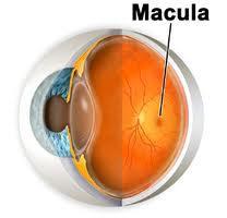 macular ¿Qué es la degeneración macular?
