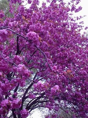 Colores en el Jardín