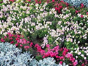 Colores en el Jardín