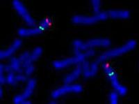 Localización cromosómica de oncogenes