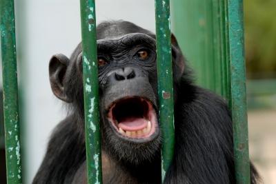 Psicocuriosidad: los monos y los plátanos