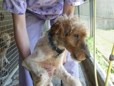 FOXTERRIER EN RIESGO GRAVE DE SACRIFICIO!!