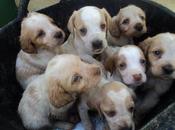 Camada bretones perrera Mérida.