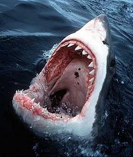 TIBURONES EN 3D TIBURONES EN 3D