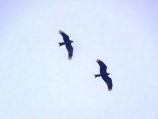 Las aves rapaces más frecuentes