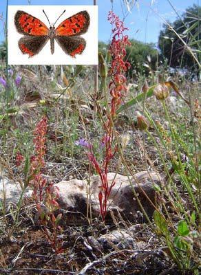 El planeta de los parásitos