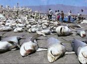 Ellos tienen tenernos miedo