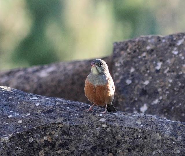 MOCHILA,CÁMARA Y MUCHAS GANAS DE DISFRUTAR
