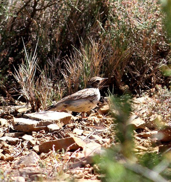 MOCHILA,CÁMARA Y MUCHAS GANAS DE DISFRUTAR