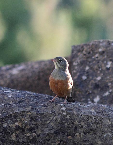 MOCHILA,CÁMARA Y MUCHAS GANAS DE DISFRUTAR