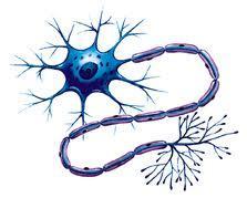 Se logran producir neuronas de células de piel humana