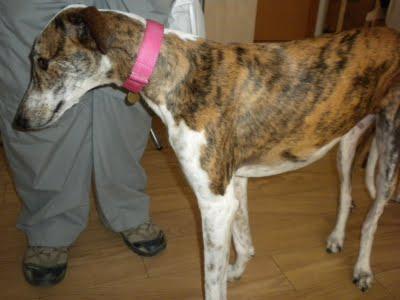 PINTA PERDIDA EN BARCELONA.