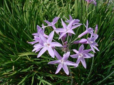 Tulbaghia - Tulbaghia violácea Tulbaghia - Tulbaghia violácea