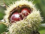 Sweet chestnut/ castaño dulce