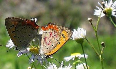 NADA SE HACE A LA FUERZA...