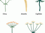 Tipos inflorescencias (organografía vegetal