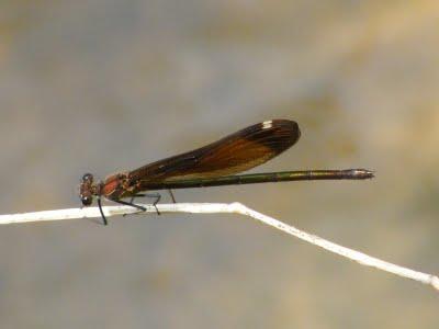 Ruta en Bicicleta cuando el calor aprieta: Vía Verde de la Sierra Norte (SE)